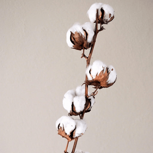 FLEUR DE COTON