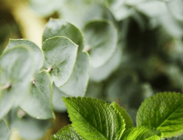 MENTHE ET EUCALYPTUS