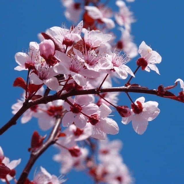 FLEUR DE CERISIER