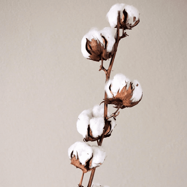 FLEUR DE COTON