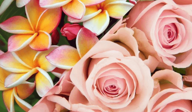 MONOÏ ROSE