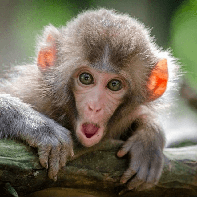 PETS DE SINGE
