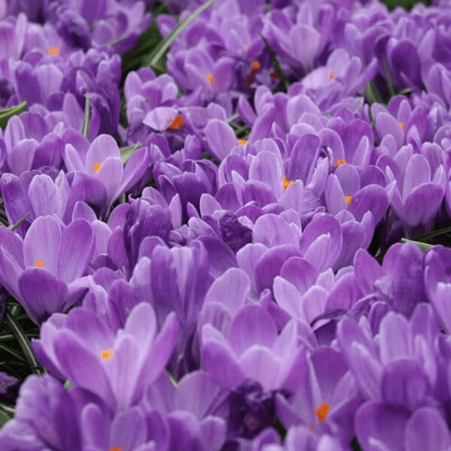 VIOLETTE